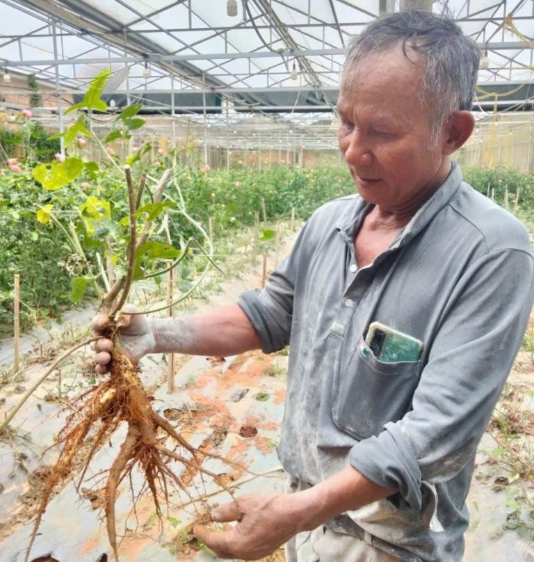 Làn gió mát lành từ cây sâm bố chính nơi vùng đất cố đô