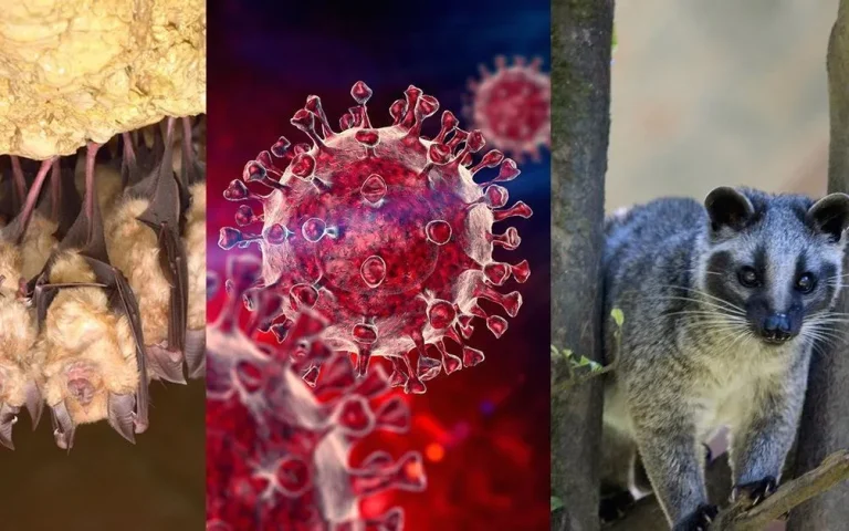 Phát hiện nhóm virus corona mới ở dơi móng ngựa tại Thái Lan có khả năng lây nhiễm sang người