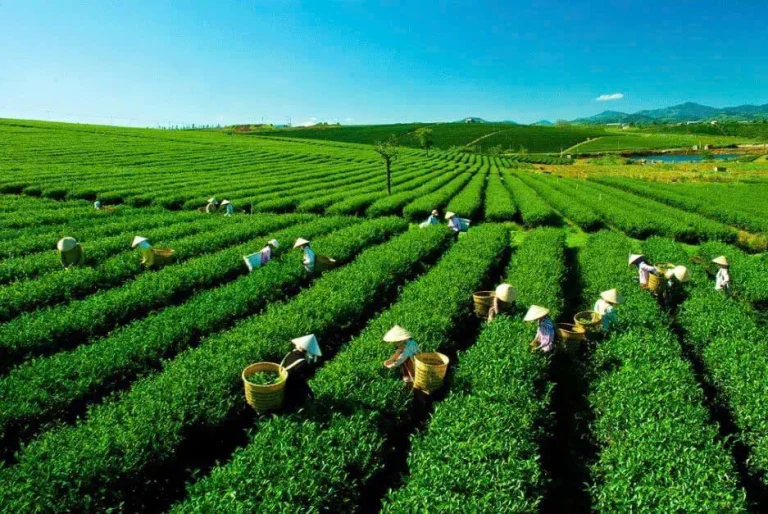 Cây Trà Việt Nam: Từ bản sắc truyền thống đến hướng đi mới nâng tầm giá trị